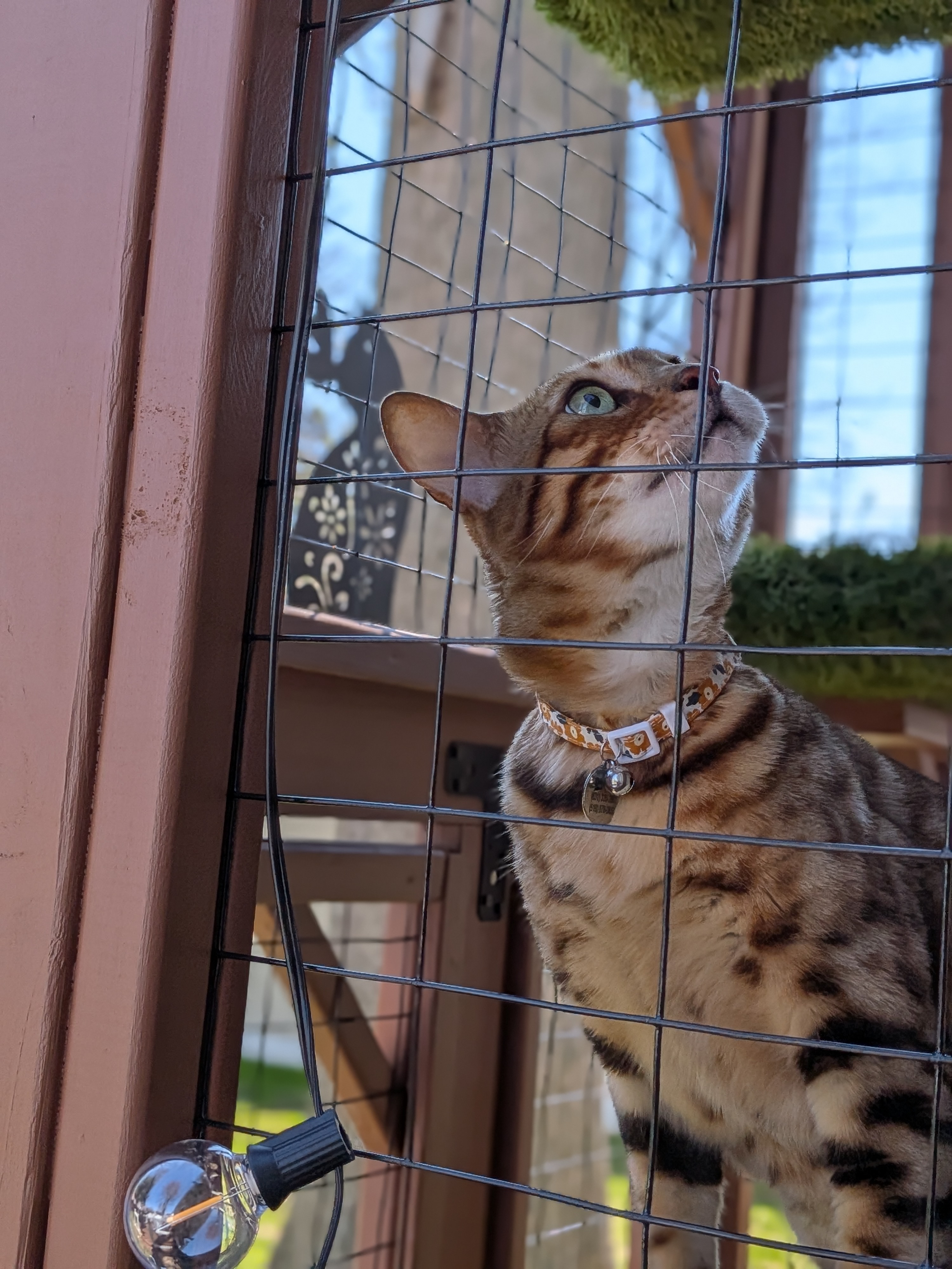 10 Mistakes Homeowners Make When Letting Their Cats Outside